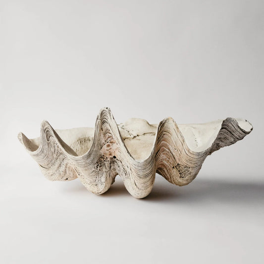 Indian Ocean Clam-TU